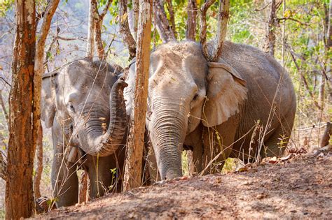 The Village of Ban Naklang – Kindred Spirit Elephant Sanctuary.